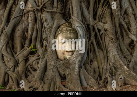 Buddha Kopf in einem Bodhi-baum, Ayutthaya, Thailand Stockfoto
