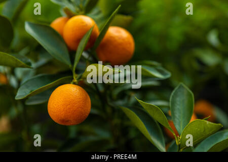 Die Nahaufnahme Foto von Kumquats orange oder Citrus Japonica Laub und Früchte Stockfoto