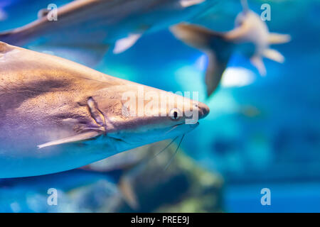 Irisierende Hai in ein eigenes Aquarium, Suphanburi, Thailand Stockfoto