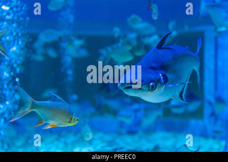 Irisierende Hai in ein eigenes Aquarium, Suphanburi, Thailand Stockfoto