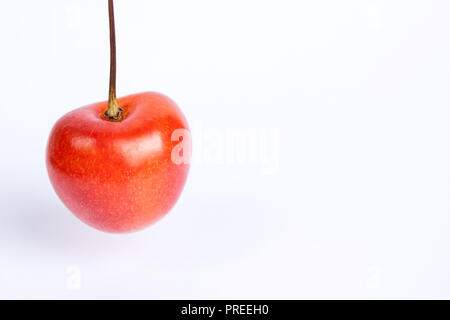 Red Cherry hängend auf weißem Hintergrund Stockfoto