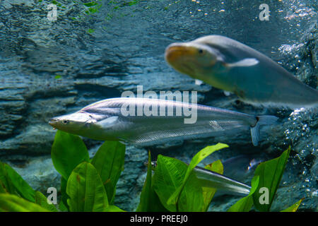 Der Wels oder Waller in ein eigenes Aquarium Stockfoto