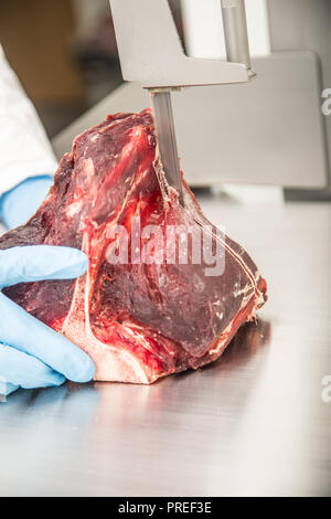 Arbeiter auf Band Sägeschnitt Fleisch in Fleisch Shop. Zum Schneiden oder Schneiden von T-Bone Steaks im Markt. Stockfoto