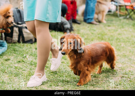 Braun Rot Langhaar Dackel Hund läuft in der Nähe von Frau im grünen Gras während des Trainings. Stockfoto