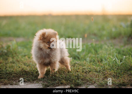 Junge weiße Welpen Pomeranian Spitz Welpe Hund im Freien sitzen im Gras Stockfoto
