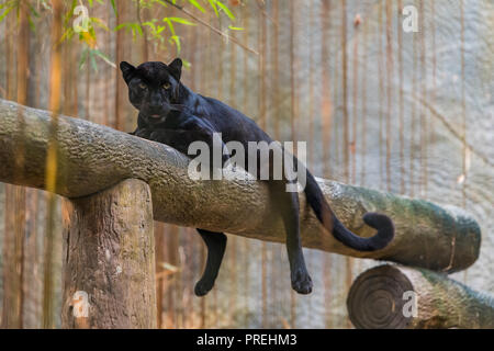 Ein Black Panther ist die melanistic Farbe Variante einer großen Katze Arten. Black Panthers in Asien und Afrika sind Leoparden und denen in Amerika sind b Stockfoto