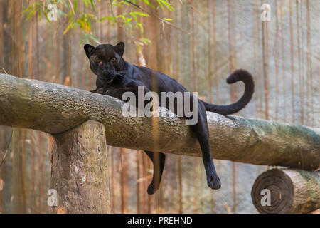 Ein Black Panther ist die melanistic Farbe Variante einer großen Katze Arten. Black Panthers in Asien und Afrika sind Leoparden und denen in Amerika sind b Stockfoto