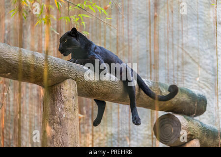 Ein Black Panther ist die melanistic Farbe Variante einer großen Katze Arten. Black Panthers in Asien und Afrika sind Leoparden und denen in Amerika sind b Stockfoto