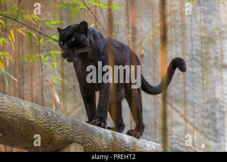 Ein Black Panther ist die melanistic Farbe Variante einer großen Katze Arten. Black Panthers in Asien und Afrika sind Leoparden und denen in Amerika sind b Stockfoto