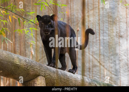 Ein Black Panther ist die melanistic Farbe Variante einer großen Katze Arten. Black Panthers in Asien und Afrika sind Leoparden und denen in Amerika sind b Stockfoto