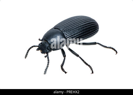 Coleoptera Carabidae ground Beetle auf weißem Hintergrund Stockfoto