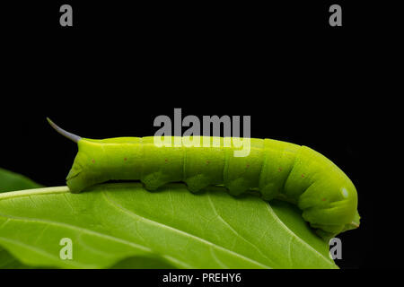 Priwet Hawk Moth Caterpillar auf dem Salat baum Blatt Stockfoto