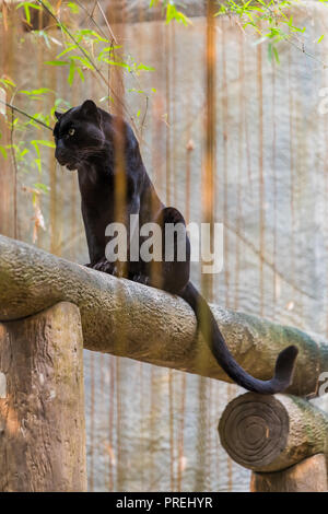 Ein Black Panther ist die melanistic Farbe Variante einer großen Katze Arten. Black Panthers in Asien und Afrika sind Leoparden und denen in Amerika sind b Stockfoto