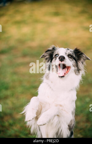 Border Collie oder Schottischer Schäferhund erwachsener Hund bleiben auf Pfoten im grünen Gras. Close Up Portrait. Stockfoto