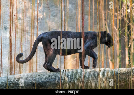 Ein Black Panther ist die melanistic Farbe Variante einer großen Katze Arten. Black Panthers in Asien und Afrika sind Leoparden und denen in Amerika sind b Stockfoto