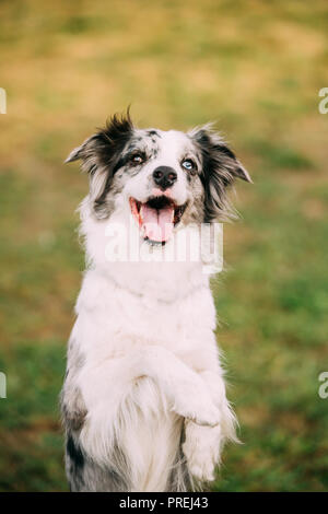 Border Collie oder Schottischer Schäferhund erwachsener Hund spielen, Trick Outdoor. Close Up Portrait. Stockfoto