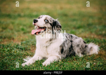 Border Collie oder Schottischer Schäferhund erwachsenen Hund im Gras sitzen. Stockfoto