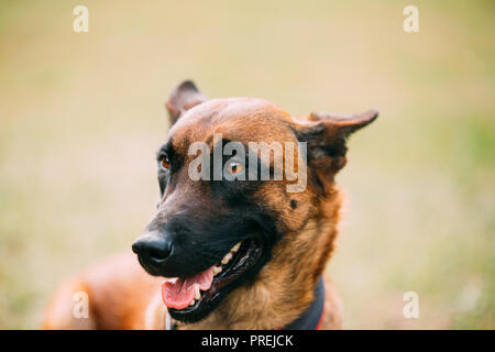 Malinois Hund sitzen draußen im Gras. Belgischer Schäferhund, Schäferhund, Belgien, Chien de Berger Belge Hund. Stockfoto