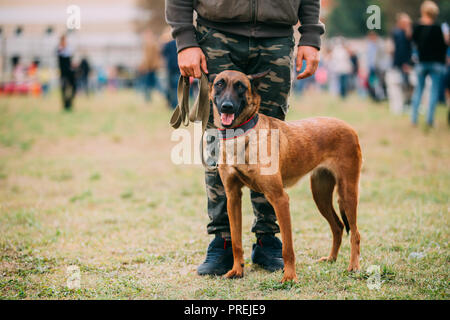 Mann bei der Arbeit mit einem malinois Hund im Training im Sommer Tag. Belgischer Schäferhund oder Hirten, Belgien, Chien de Berger Belge Hund Stockfoto