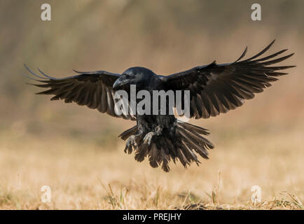 Raven (Corvus Corax) Stockfoto