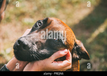 Mann streicheln Malinois Hund im Sommer Tag. Belgischer Schäferhund oder Hirten, Belgien, Chien de Berger Belge Hund. Freundschaft zwischen Hund und Mensch. Stockfoto