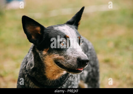 Australian Cattle Dog Nahaufnahme Portrait Outdoor. Dies ist Brut der Hütehund ursprünglich in Australien für Droving Rinder über große Entfernungen entwickelt. Stockfoto