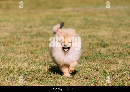 Junge gerne weiße Welpen Pomeranian Spitz Welpe Hund laufen Outdoor im grünen Gras. Stockfoto