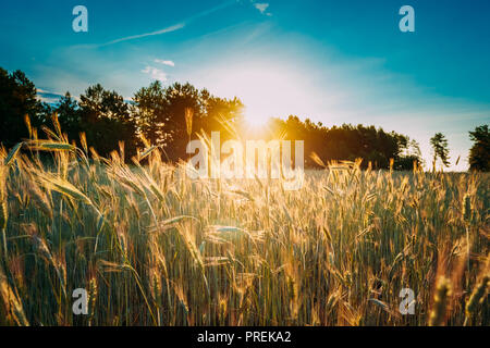 Sommer Sonne über landwirtschaftliche Landschaft der Jungen Grünen Weizenfeld. Wachsende Weizenfeld im Sonnenuntergang Dämmerung Sonnenschein. Stockfoto