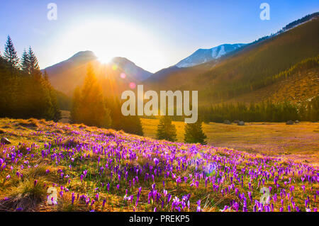 Chocholowska Tal am Frühling in Polen Stockfoto