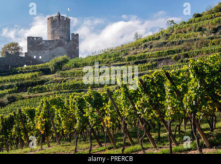 Blick auf einen Weinberg in Richtung Eguisheim Dorf Stockfoto