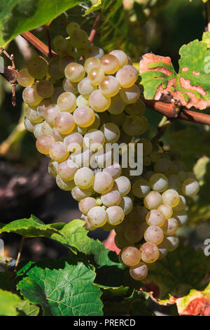 Gewürztraminer Weißwein Trauben bereit geerntet werden, Colmar, Elsass Stockfoto