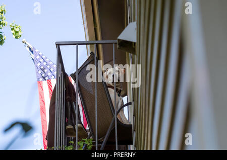 Einen gelben Labrador Retriever Blicke aus einem Balkon, während in einem Stuhl sitzt. Amerikanische Flagge und Boot waders sichtbar. Stockfoto