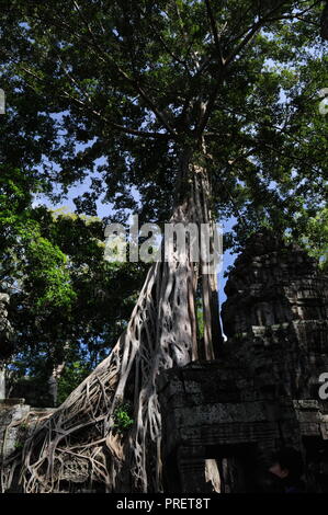 Würgefeige im Dschungel, Ta Prohm Tempel, Provinz Siem Reap, Kambodscha. Credit: Kraig Lieb Stockfoto