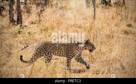 Die Abbildung zeigt eine weibliche Leopard (panthera pardus) in den Wilden stalking Raub, Erscheinen zu bewegen mit Schwerpunkt, Intensität und Konzentration. Botswana Stockfoto