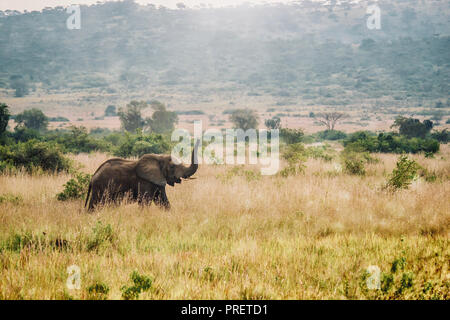 Eine afrikanische Landschaft Szene als einen einsamen weiblichen Afrikanischen Elefanten (loxodonta Africana) Spaziergänge durch einem grasbewachsenen Savanne mit ihren Koffer in die Luft. Stockfoto