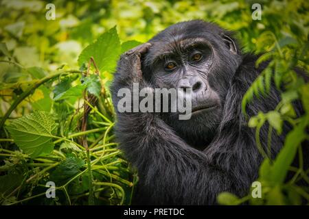 Eine Nahaufnahme Porträt einer weiblichen Mountain Gorilla, zeigt die Details ihrer Gesichtszüge, in seinem natürlichen Lebensraum Wald von Bwindi Impenetrable Nat Stockfoto