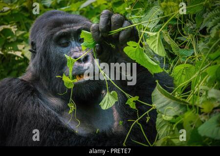 Eine Nahaufnahme eines reifen silverback Mountain Gorilla kauen ein Weinstock mit seinen Zähnen und Mund sichtbar, umgeben von dichten, grünen Laub von BWINDI I Stockfoto