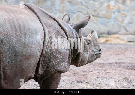 Indische Nashorn (Rhinoceros unicornis), männlich, Wroclaw zoo Stockfoto