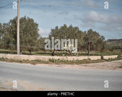 Schuß eines ländlichen Ort, mit Oliven- und Kaktusfeige Bäume Stockfoto