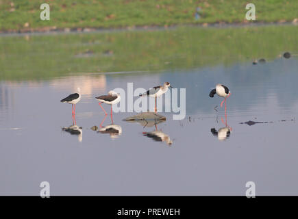 Eine Gruppe von Black-winged Stelzen grasen in der Nähe der Gewässer Stockfoto