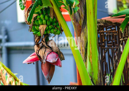 Schöne Bananenstaude und rosa Knospe hängen mit Bündel von Wachsen, nicht völlig reif, grüne Bananen Plantage am Regen - Wald aus Hintergrund isoliert. Stockfoto