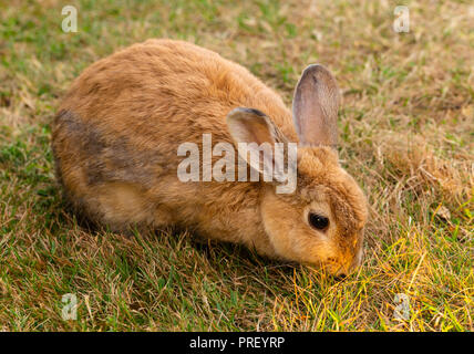 Golden braun Kaninchen auf der Suche nach Essen auf einer Wiese am frühen Morgen in White Point Beach, Nova Scotia, Kanada. Stockfoto