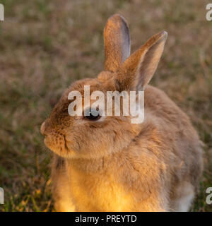 Porträt einer golden braun Kaninchen vor der Kamera vom frühen Morgen Sonne beleuchtet. Stockfoto