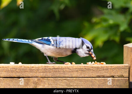 Seite Profil eines Blue Jay mit mehreren geschälte Erdnüsse in seinem Schnabel. Stockfoto