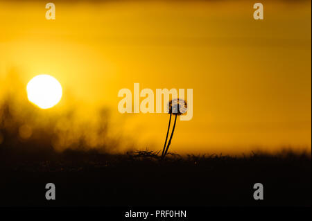 Silhouette von Löwenzahn und Gras auf Brighton Beach, South Australia auf einen spektakulären Sonnenuntergang. Stockfoto