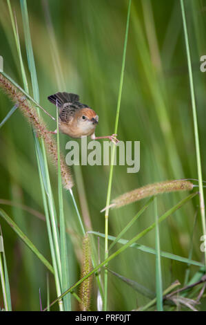 Eine australische Golden-headed Cisticola tun die Splits, wie er einem fliegenden Ameise für seinen Nachmittag Mahlzeit Fänge. Stockfoto