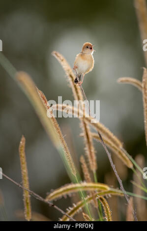 Australische Golden-headed Cisticola thront auf einem grassamen Halm und stolz Signalisierung es Gebiet zu einem Rivalen Anrufer. Stockfoto