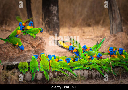 Immer aufmerksam eine Herde von Rainbow fledermauspapageien sich vorläufig auf ein Outback Wasserloch bereit, ihren Durst zu stillen. Stockfoto