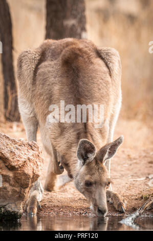 Ohren eine weibliche Eastern Grey Kangaroo mit Joey in ihrer Tasche geduckt Trinken an ein Outback Wasserloch. Stockfoto