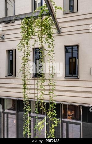 Wien, Begrünter Innenhof Wollzeile 1-3 Stockfoto